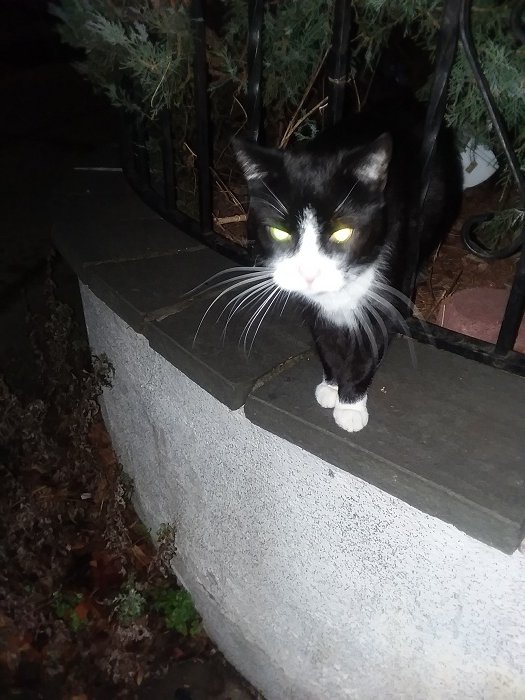 My Wonderful Cat, Mr. Whiskers
Mr. Whiskers got his name from my family friend and neighbor, Robbie, and from my Mom. They pointed out one day how unusually long Mr. Whisker’s whiskers were. The nickname stuck! But little did they know that Mr. Whiskers is really Mrs. Whiskers.