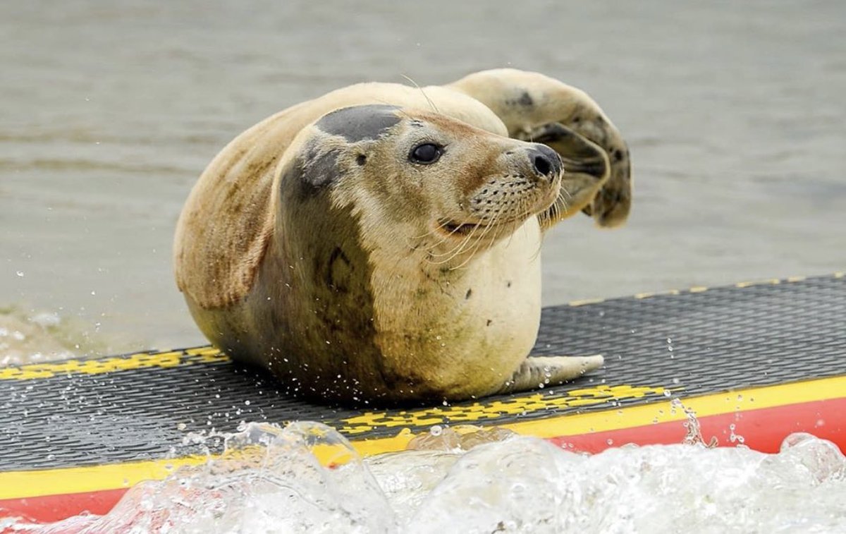 Sports_EmmaD's tweet photo. More of this type of news please! 🤗

This is Sammy the seal and he likes to hitch a ride with paddle boarders in Weymouth. 

This is exactly what we should all be reading about today 😍🤩🙌🏼 
#HappyFriday #FridayFeeling https://t.co/MUtPq6fTHG
