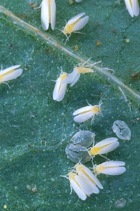 The silverleaf whitefly causes huge damage to crops around the world, partly because it can carry over 110 infectious plant viruses. It doesn’t like cold weather but can thrive on glasshouse crops in Europe. The UK is one of few parts of Europe where it hasn’t yet established
