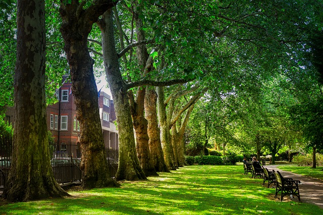 Plane trees aren’t just a scenic addition to urban areas - they provide shade, lower temperatures and help control air pollution. Plane trees in Europe are being affected by a fatal disease called plane wilt which has been spreading since it was introduced from the US in WWII