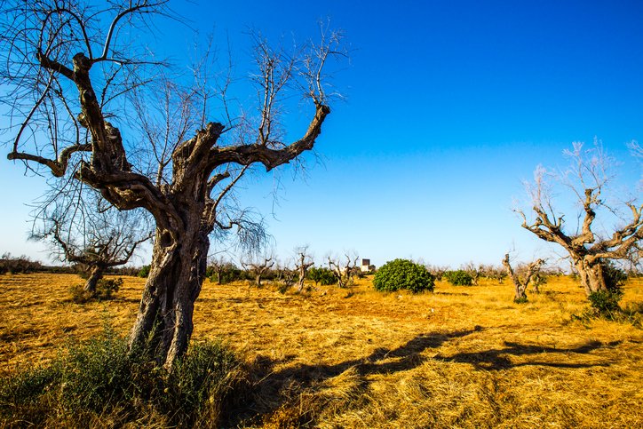 Xylella fastidiosa is a bacterial disease that affects many wild, ornamental and agricultural woody plants and trees, including lavender, our plant of the month. Since its arrival in Europe in 2016, it’s devastated olive groves in Italy