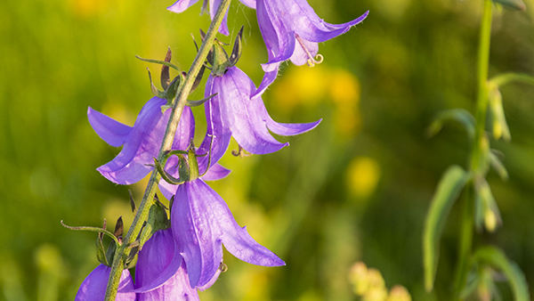 StrathcoCounty's tweet photo. ⚠️WEED ALERT! ⚠️Creeping Bellflower is a growing concern in mature neighbourhoods in #shpk. Check your flower beds for this noxious weed that must be controlled under the Alberta Weed Control Act. Learn how to ID and remove noxious weeds: https://t.co/CnSk3Sr0wR #stratcho https://t.co/r0jCmVJ1sr
