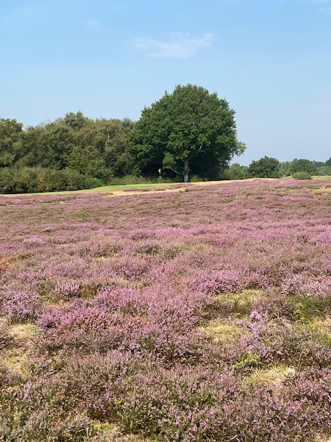The beautiful purple, brown and green colours of our heathland gem at then end of a drought. When is the rain coming? <a href="/HeathlandBlog/">The Heathland Blog</a>