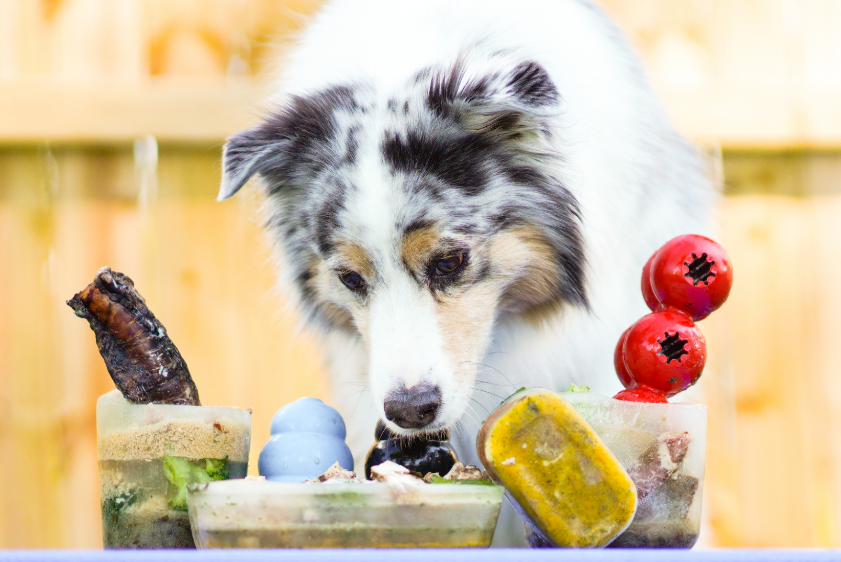 Blue-9 Pet Products tweet media