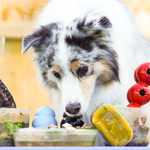 Photo by Blue-9 Pet Products (@Blue9Pet)