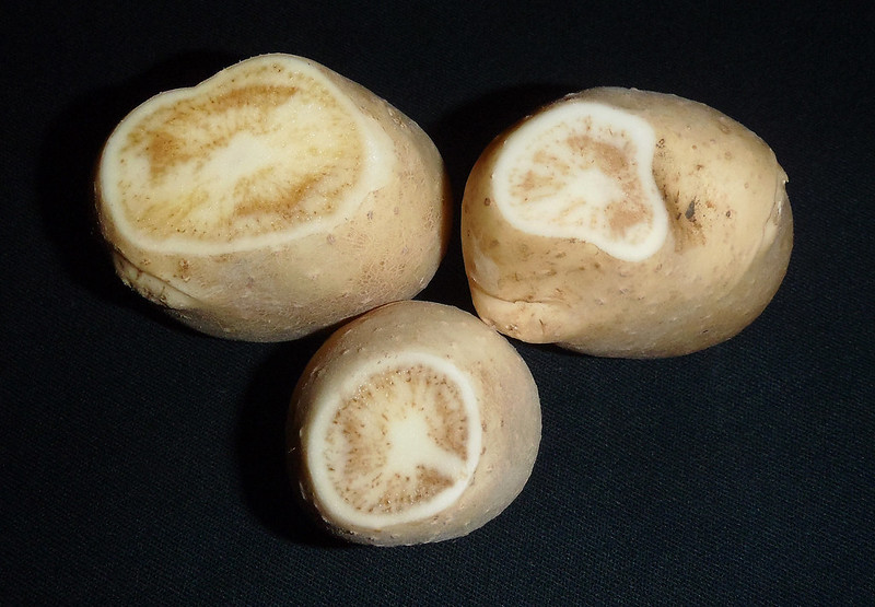 Candidatus Liberibacter solanacearum causes zebra chip, a potato disease that’s caused huge losses in NZ and the US. Another strain infects carrots. While this strain has been found in the UK, it doesn’t appear to be causing widespread damage yetImage: USDA, CC-BY 2.0