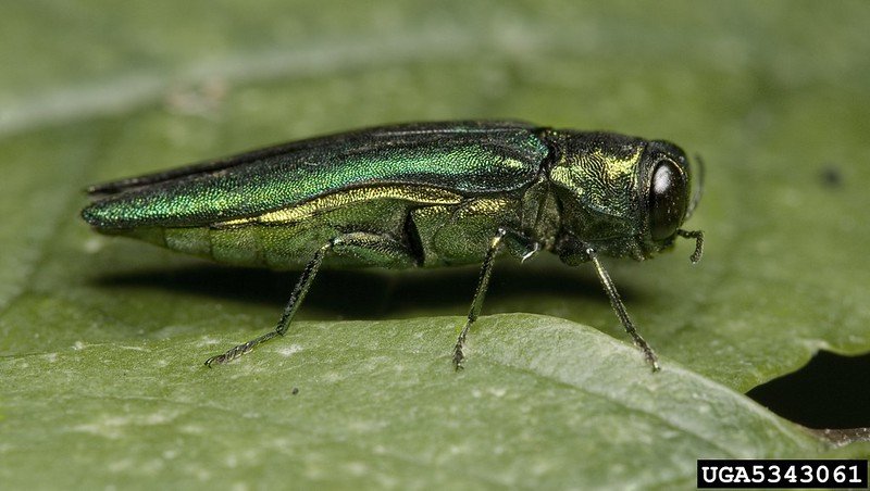 The emerald ash borer is a beautiful but destructive beetle that can kill ash trees, which are already threatened by  #AshDieback in the UK. What’s more,  @BBSRC-funded research suggests trees that can resist dieback may be more vulnerable to ash borers