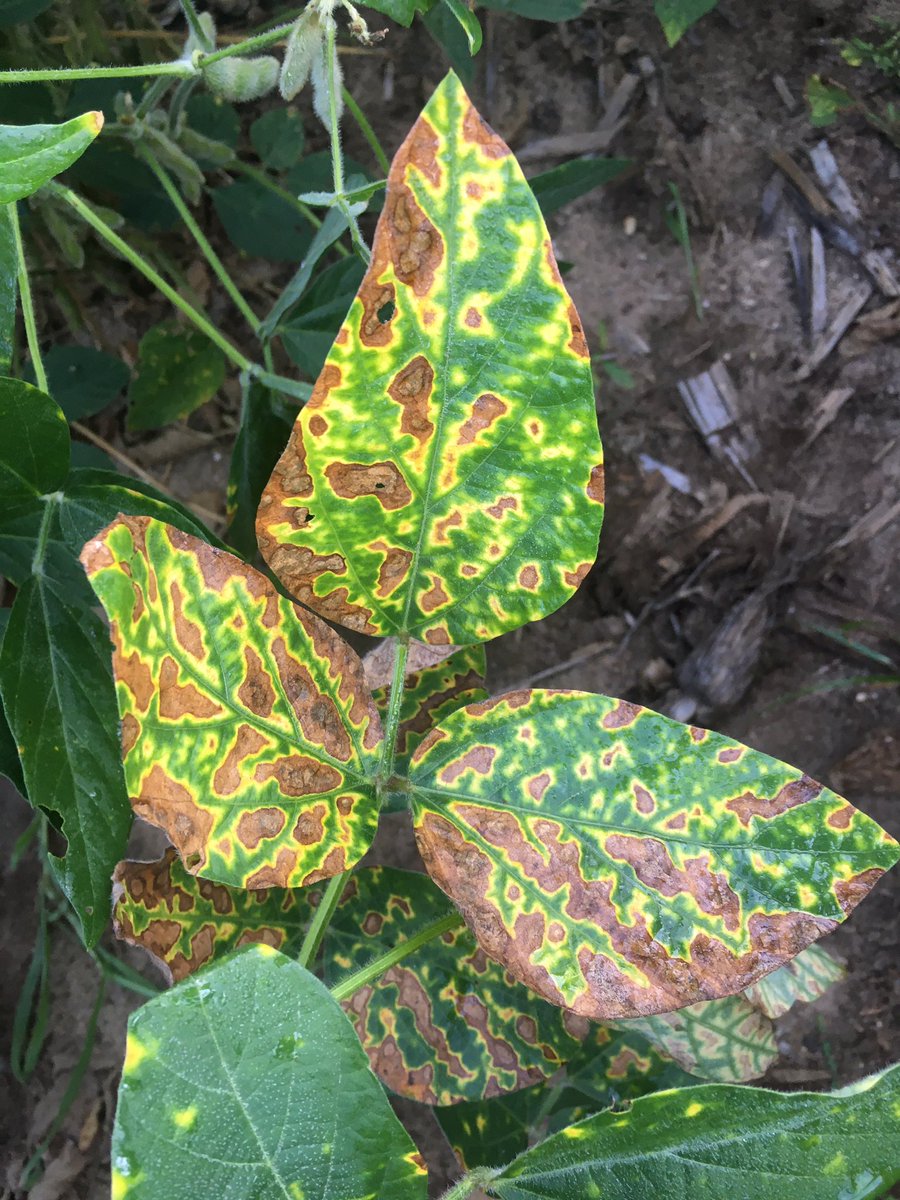 Grace Looker tweet media