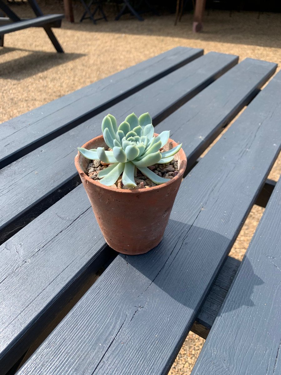 Like what you see? The Pot Company's striking range of pots used here will be on sale shortly, so keep an eye out! #plantpots