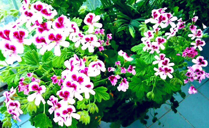 한줄기 바람도 없이
걸어가는 나그네가
어디있으랴
한방울 눈물도없이 살아가는
인생이 어디있으랴
여름소나기 처럼
인생에도 소나기가 있고
태풍이 일고 해일이 일듯
삶에도 그런날이
있겠지만
인생이 짧든길든 하늘은
다시푸르고 구름은
아무일없이
흘러가는데 사람으로
태어나 사람의
이름으로