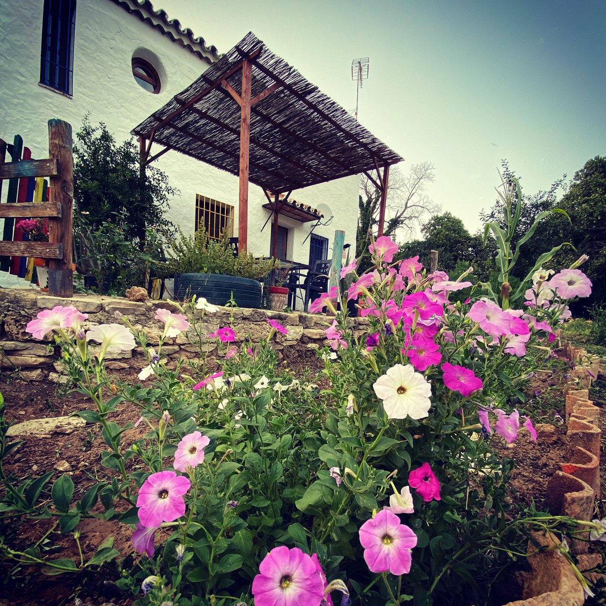molinodesimon's tweet photo. Buenos días desde Molino de Simón #molinodesimon #casarural #casaruralconencanto #estaciondebenaojan #benaojan #ronda #serraniaderonda https://t.co/tyaLBazg3g