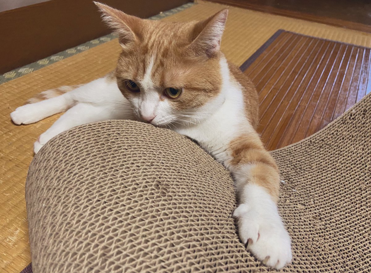 lemuel_x's tweet photo. 昨日は本当にありがとうございました…!
お陰様でファンネームも無事決まりましたのでぜひ使っていただけると嬉しいです(*´ ˘ `*)
#XFeder
(フェーダー)
よろしくお願いします☺️💓
贈り物なども本当にありがとうございます🙏
体調が悪いナイちゃんも興味を示してくれました✨
#レムちゃんの猫楽園 https://t.co/O3Ct6HNtDY