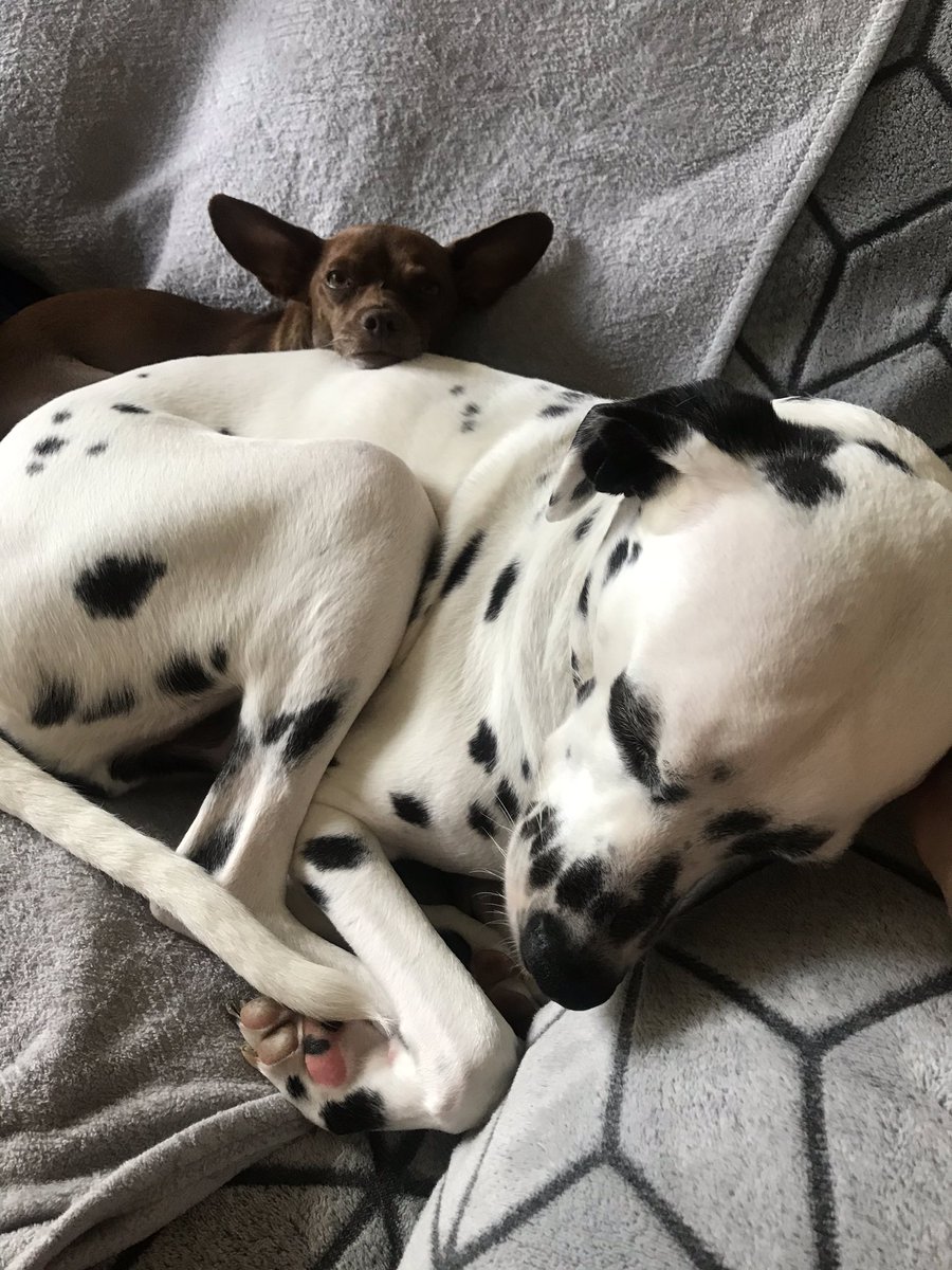 dippythedally's tweet photo. Five more minutes https://t.co/elqTTLgVON