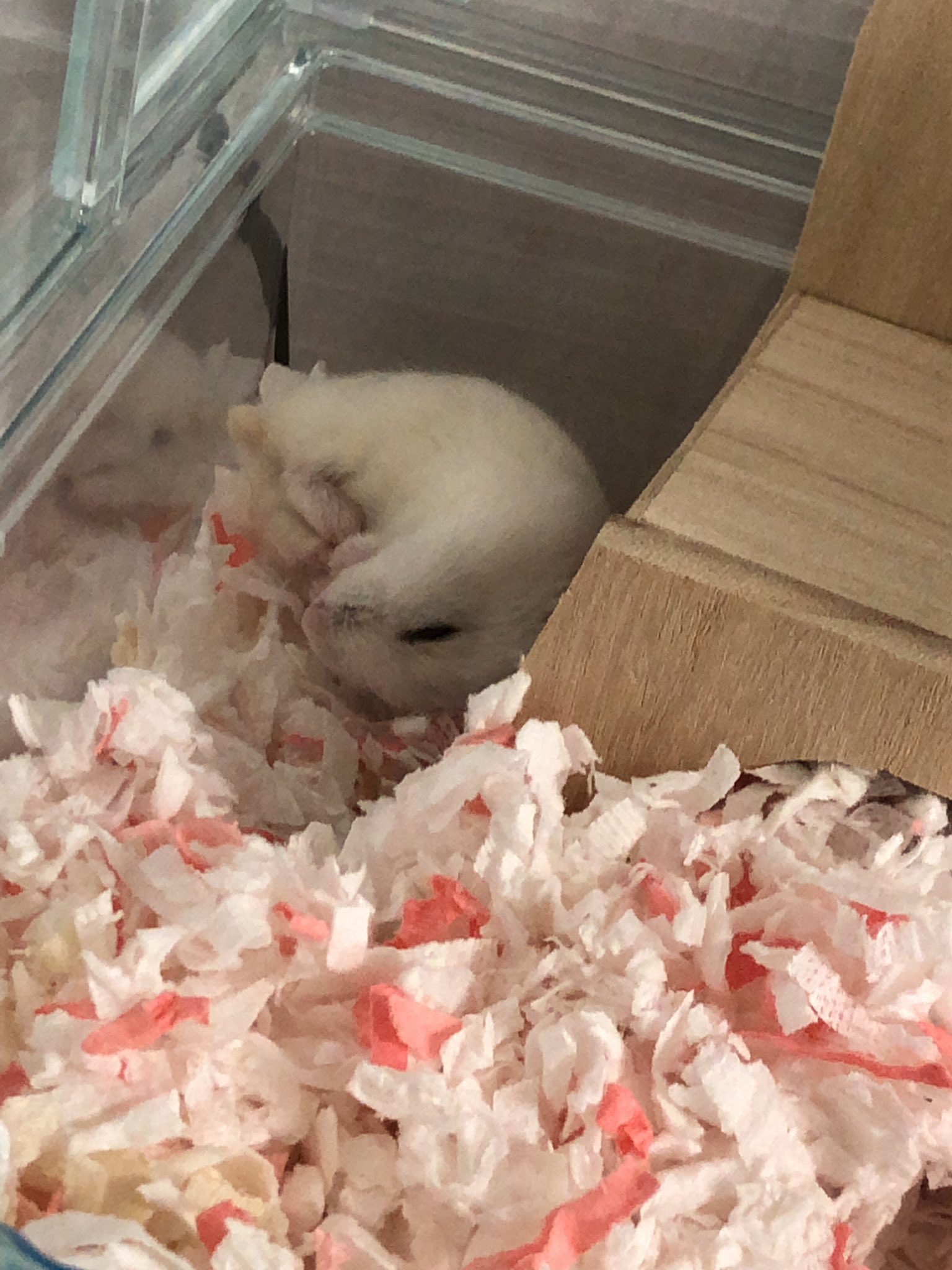 ジャンガリアン ティモシー Hamham Timothy Twitter