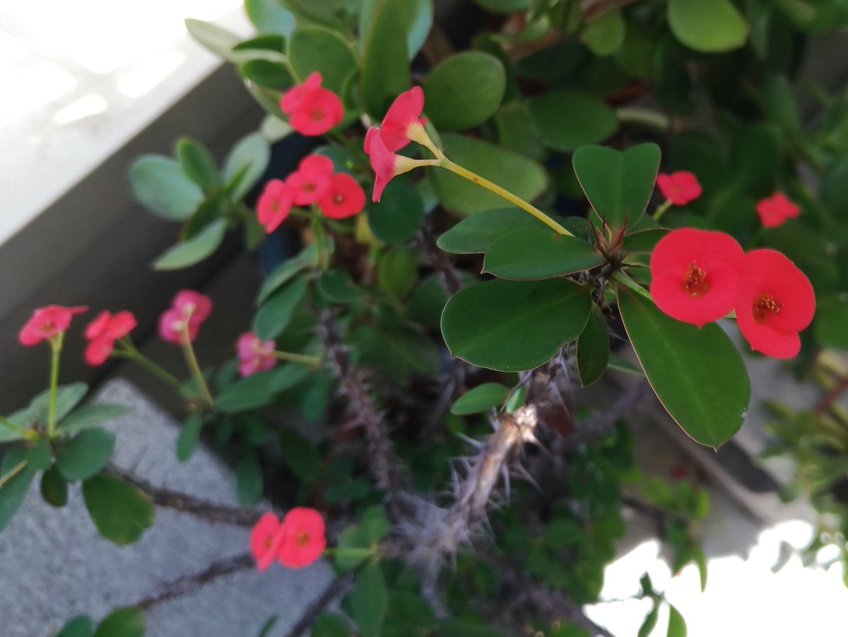 こころんグリーン Auf Twitter ハナキリンの赤い花がたくさん咲いています 暑くなってきて どんどん元気になってきているようです 花の数もかなり増えています ハナキリン 赤い花 夏の花 夏 園芸品種 多肉植物 園芸 ガーデニング 熊本市南区 熊本