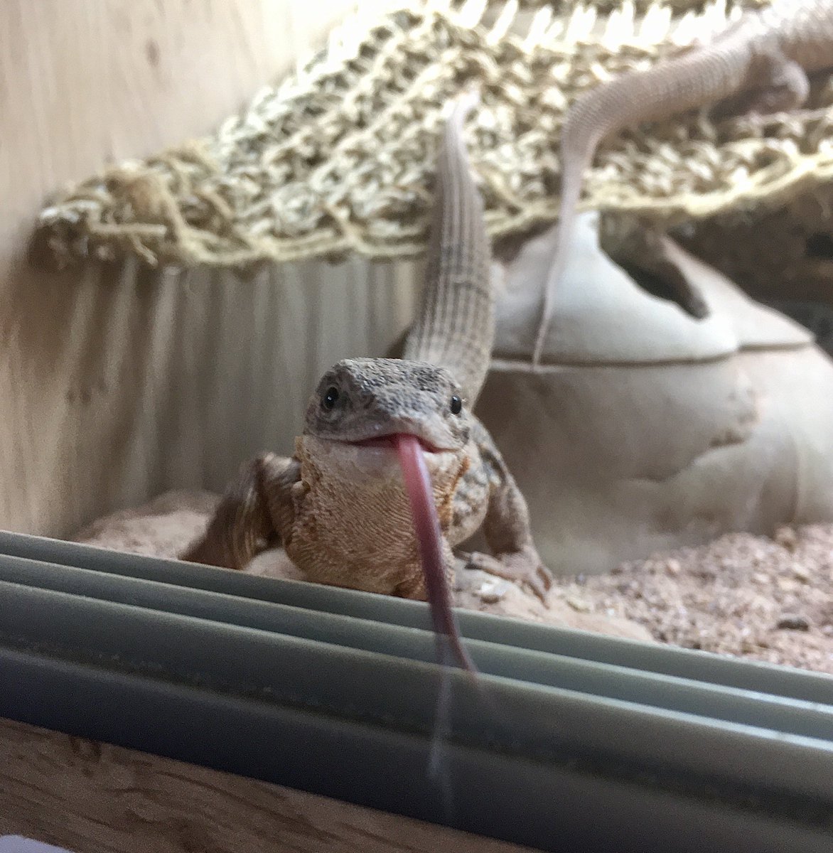 rebeccasnell91's tweet photo. Happy #InternationalLizardDay!
Thought Iβd share my flat velociraptors with everyone
Basil & Sybil are Spiny-tailed monitor lizards, Varanus acanthurus, aka Ackies π¦
#LizardDay #Velociraptors @JurassicPark #monitorlizard #Ackies @FAWLTYTOWERS_ #Australia #reptiles https://t.co/pDSzXQFwIe