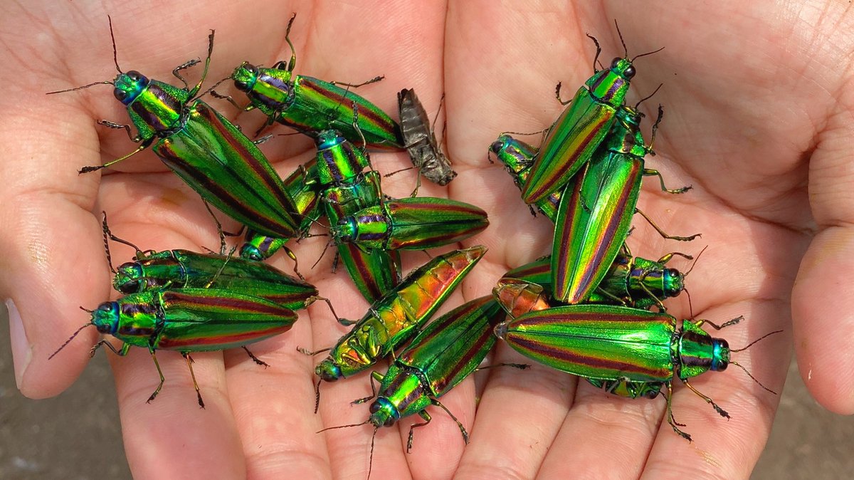 鰐 3 27 28アクアリウム東京 動画更新 日本一綺麗な虫 タマムシが無限に湧く神ポイントを発見 T Co Axhosecpz5 もとさんに案内して頂き タマムシの採集に行ってきました