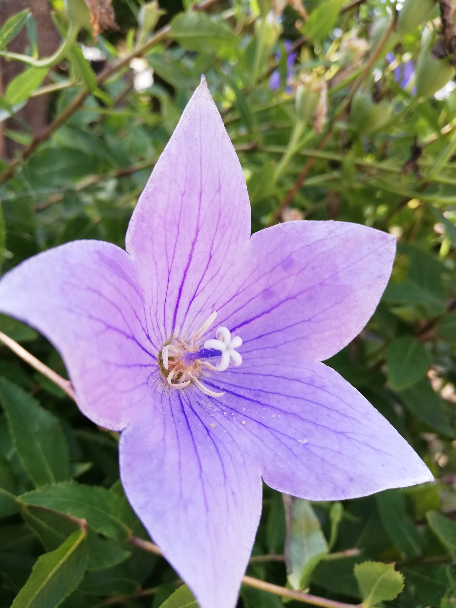 水辺の花 Twitter Search Twitter