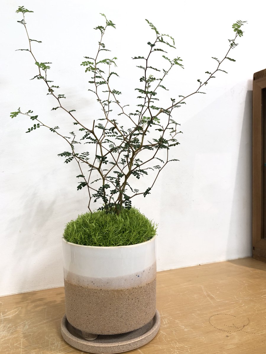 In Natural インナチュラル Na Twitteru ソフォラ ミクロフィラ に サギナ スプラタ を苔に見立てて 寄せ植え インナチュラル 大泉学園 In Natural インナチュラル Na Twitteru ソフォラ ミクロフィラ に サギナ スプラタ を苔に見立てて 寄せ植え インナチュラル 大泉学園
