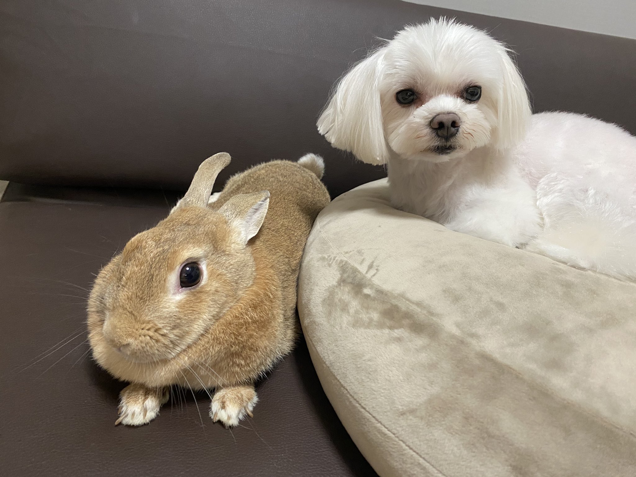 犬とうさぎ Twitter Search Twitter
