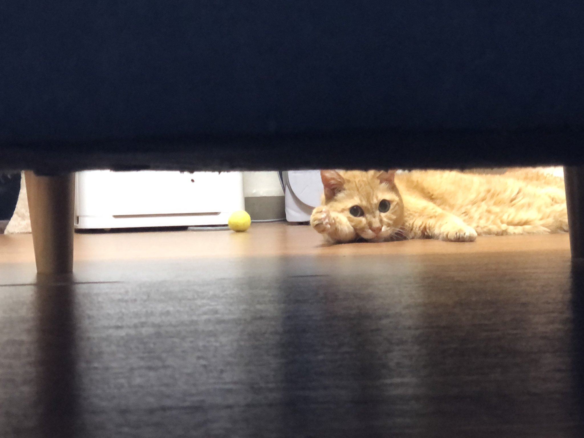 ふてくされる猫 Twitter Search Twitter