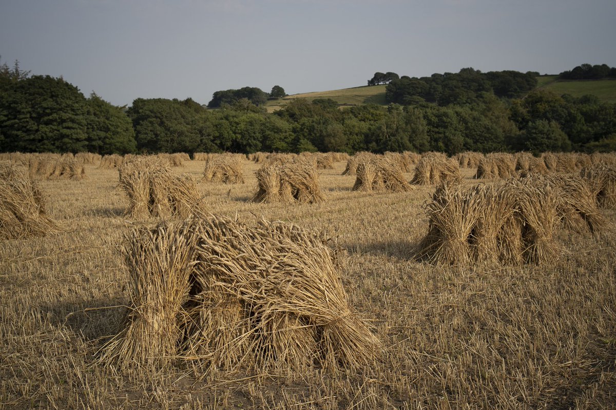 #THATCH 
Sheaves of long straw drying in stooks, Huddersfield, West Yorkshire, August 2020.
Antony’s farm is one of a small handful in the UK producing traditional long straw for thatching. #heritagecrafts #englishheritage #historicengland #landmarktrust #nationaltrust #yorkshire