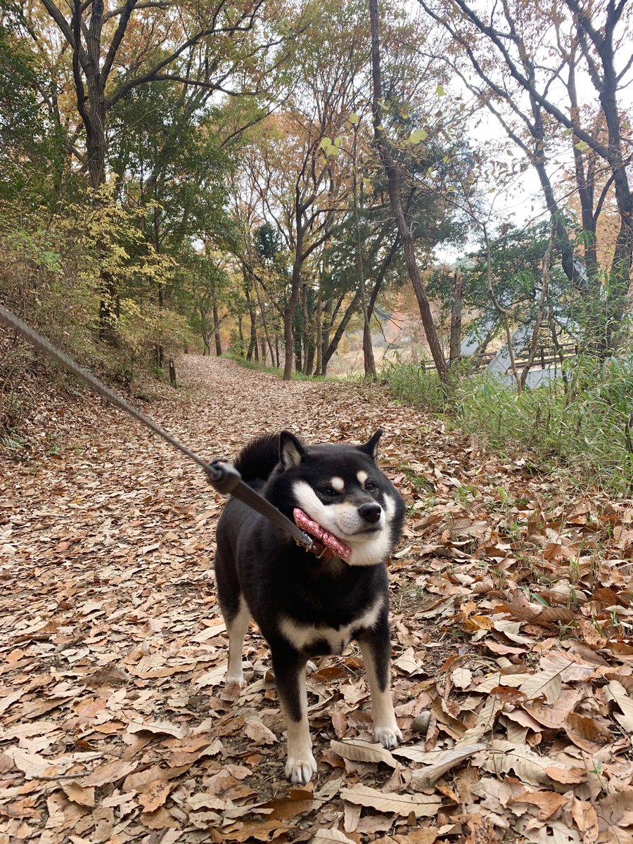 黒柴たろう على تويتر 犬部ベストショット 待ち受けにもしとるし 黒柴たろう على تويتر 犬部ベストショット 待ち受けにもしとるし