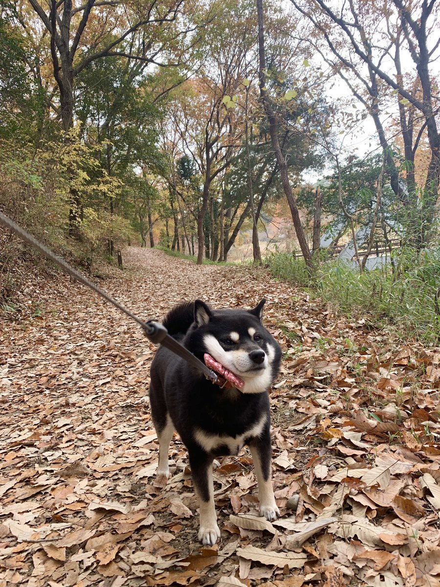 黒柴たろう على تويتر 犬部ベストショット 待ち受けにもしとるし