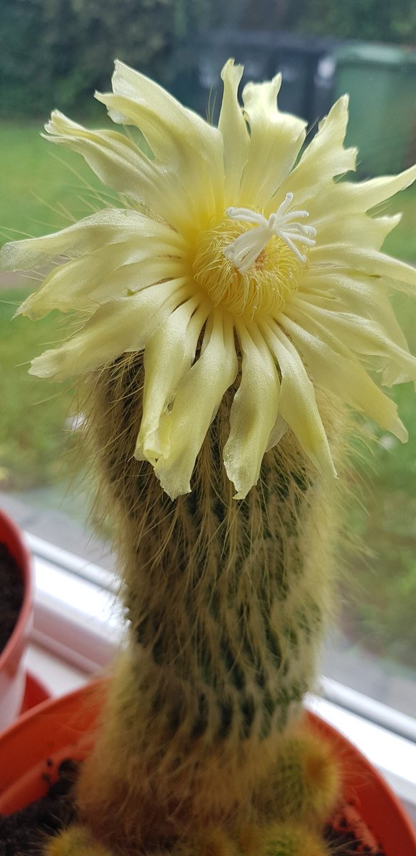 birchpolypore's tweet image. Well my cactus has flowered.....