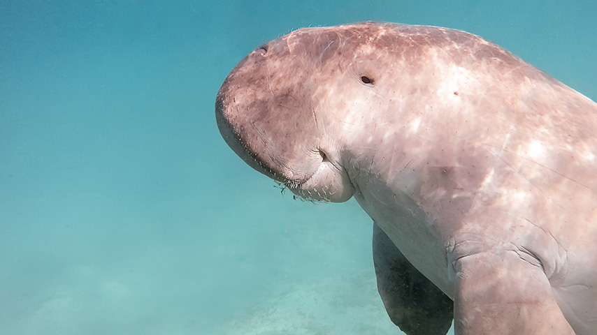 Students @CarnegieMellonQ are conducting a research project that explores how people in Qatar think about indigenous wildlife species. https://t.co/UcKjogzbC9 https://t.co/gzREANNgbz