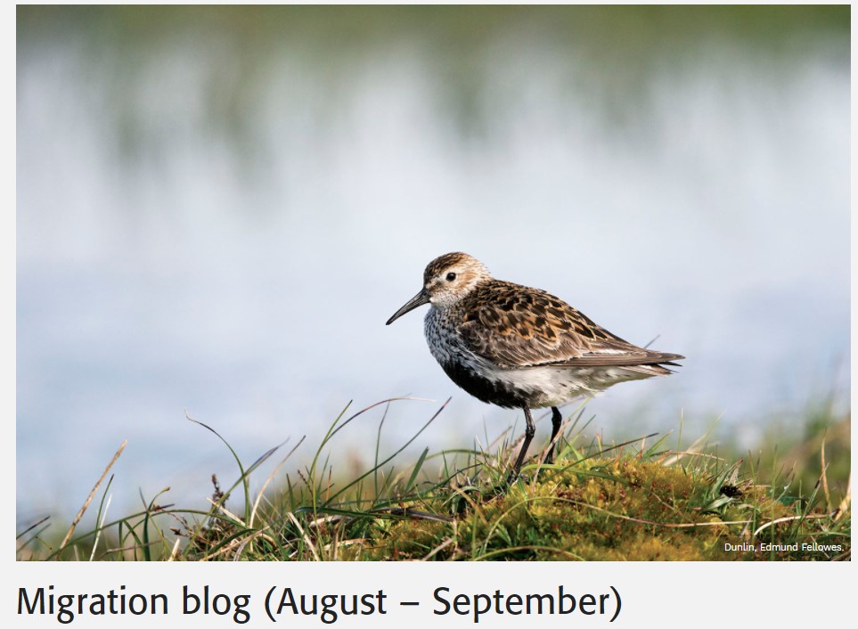 _BTO's tweet image. As autumn comes closer, birds are starting their migrations. It&apos;s time to keep an eye out for everything from Ruff to Wryneck! Find out what might be flying over near you in this month&apos;s #MigrationBlog by @suffolkbirder and @PAStancliffe: bto.org/community/blog…