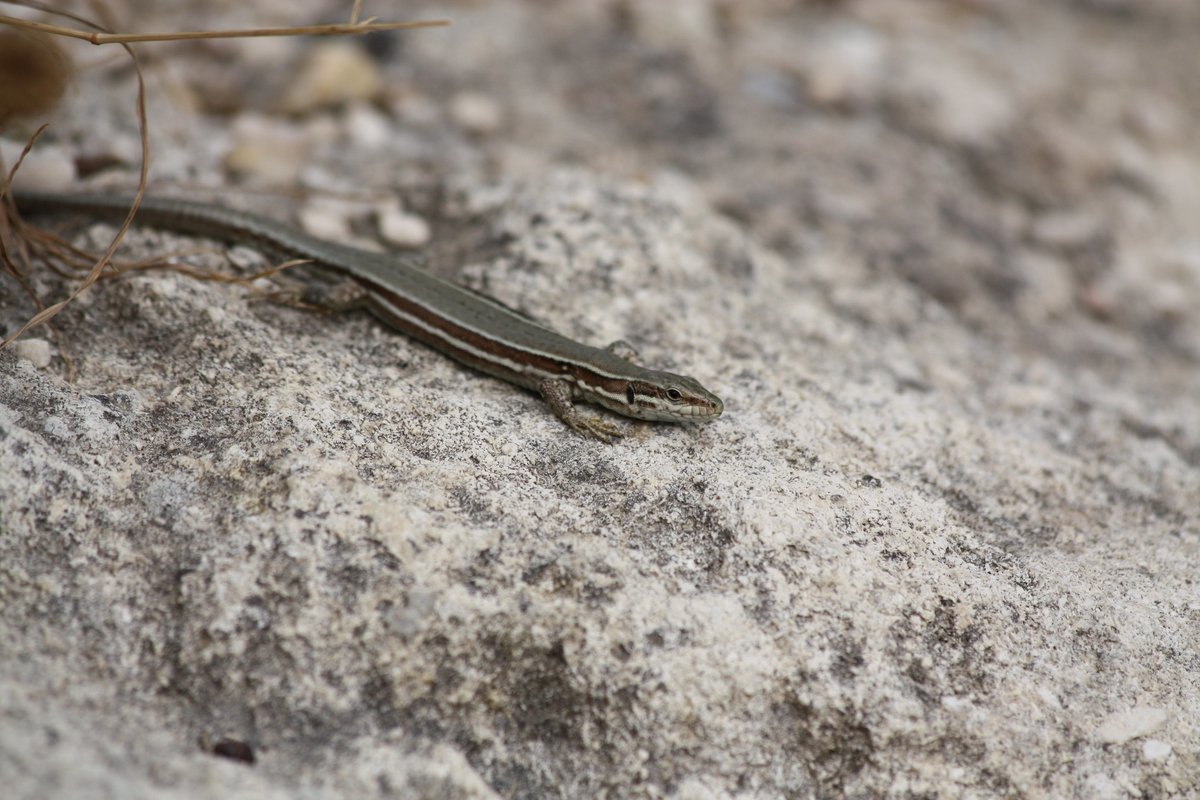 For  #WorldLizardDay here's a quick thread about Britain's fourth  #lizard species, the introduced common wall lizard Podarcis muralis. It's a widespread and diverse species with several subspecies described. Here are some from France, Luxembourg and Slovenia 1/7