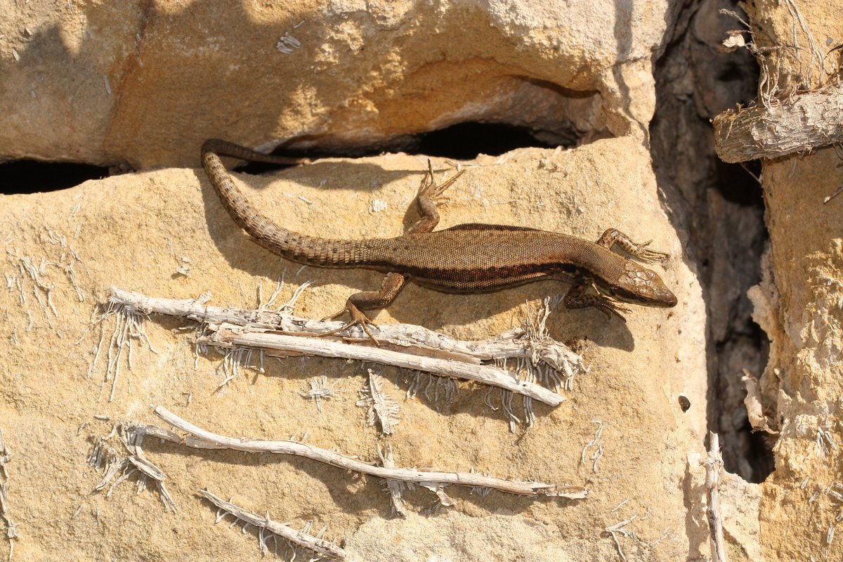 For  #WorldLizardDay here's a quick thread about Britain's fourth  #lizard species, the introduced common wall lizard Podarcis muralis. It's a widespread and diverse species with several subspecies described. Here are some from France, Luxembourg and Slovenia 1/7