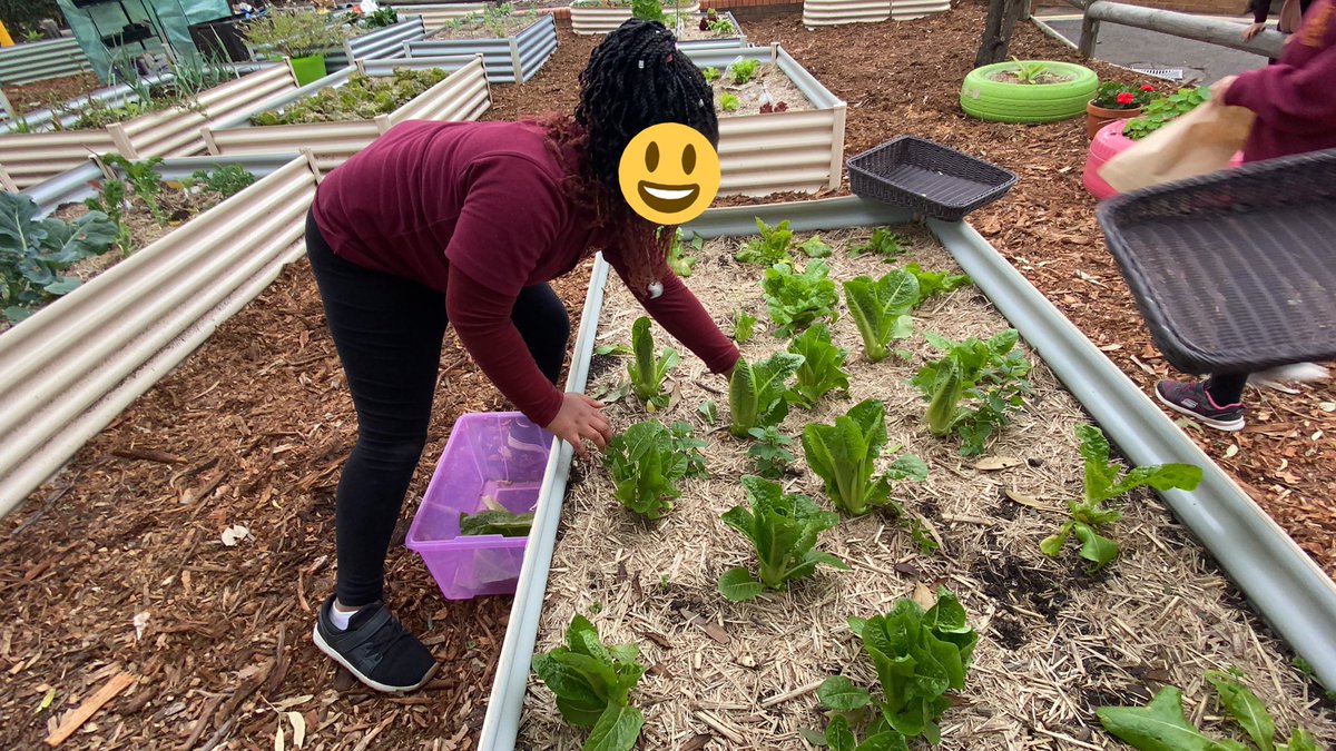 PrestonsPatch's tweet photo. Prestons Patch market day selling lettuce, silver beet, spinach, parsley and kale 🥬 @PrestonsPS https://t.co/XxRNng4hVL