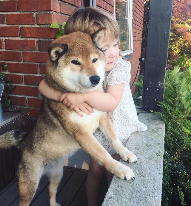 dog_upon's tweet photo. A photo can’t get cuter than that https://t.co/OFq87JuCdq