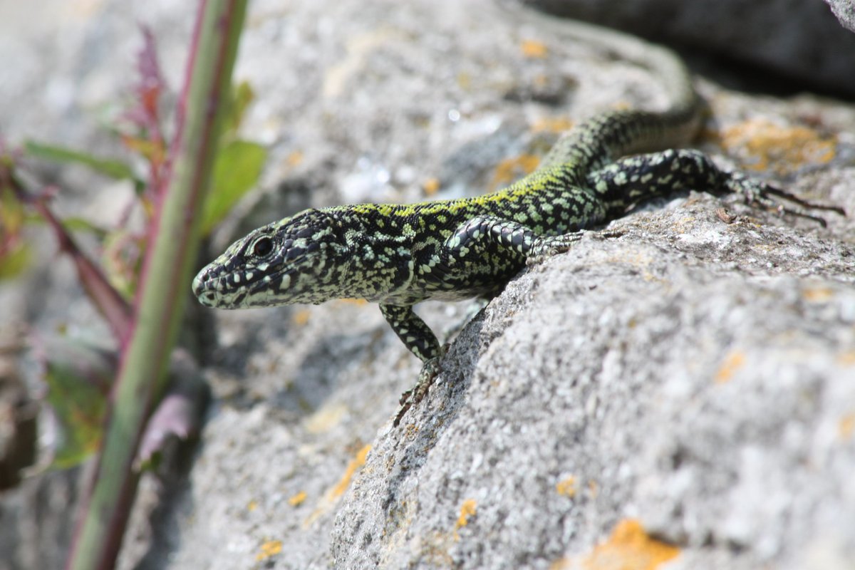 Common wall lizards are now established at a number of sites in the UK and are a British resident species, although non-native. The impact of this on our native lizards is not fully understood. They used to be very common in the pet trade, the source of many UK populations. 2/7