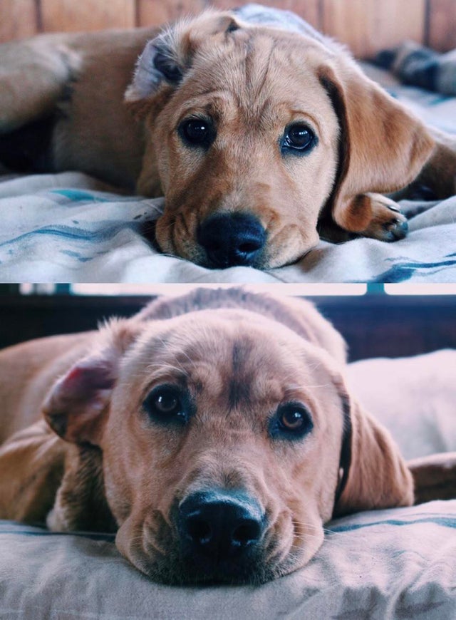 dog_upon's tweet photo. Two pictures of my puppy, Tom, taken exactly 1 year apart. https://t.co/0O7ipUaLpx