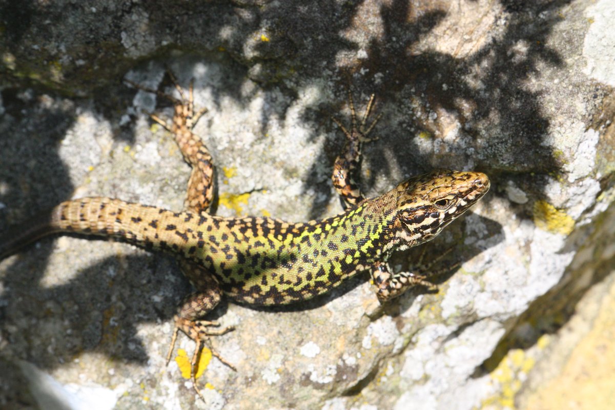 The oldest and largest UK population is in  #Ventnor on the  #IsleofWight. There are many theories about where they came from including releases in the 1840s, and swimming ashore from an Italiam shipwreck. They are the green-backed form consistent with animals from North Italy 3/7