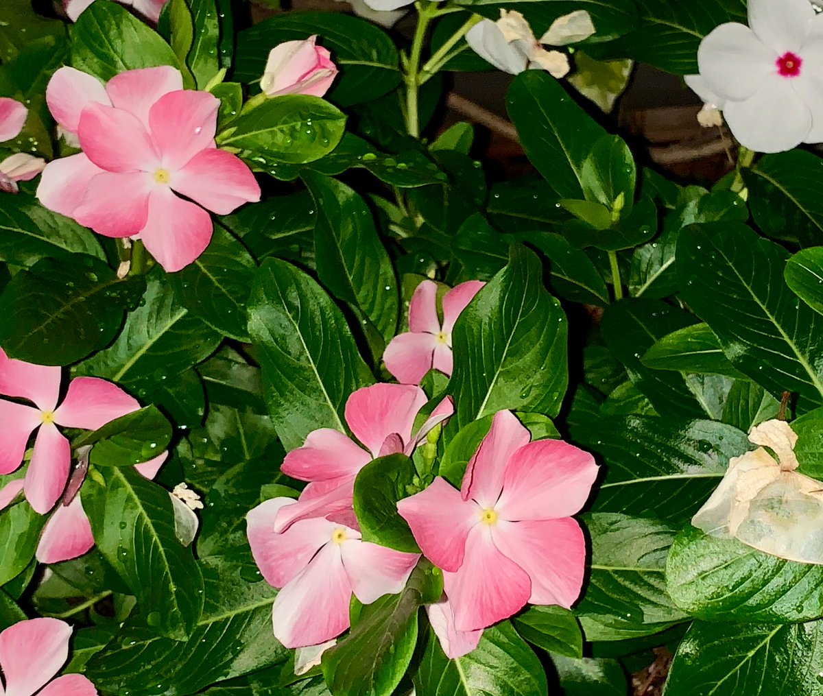 Masa 93 好きな夏の花 日々草 花言葉は楽しい思い出