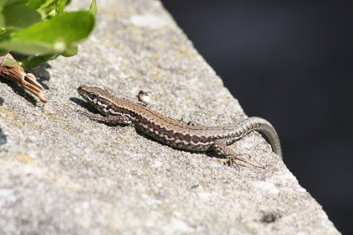 Another large population is in  #Shoreham-by-sea in  #Sussex. These escaped from the garden of a herpetologist and originate from two populations in Italy. Both green and brown animals are present. 4/7