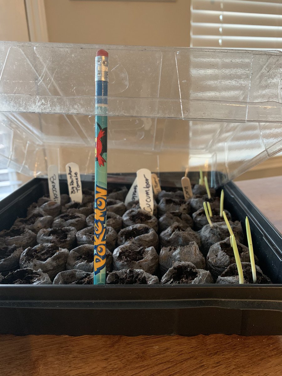 For those of you following our pandemic gardening most of our spring plants have dryed up. Now we planted seeds Sunday for fall.  And we already have corn 🌽 sprout 🌱 .  Love ❤️ watching things grow #bengalpride #besprize #gardening