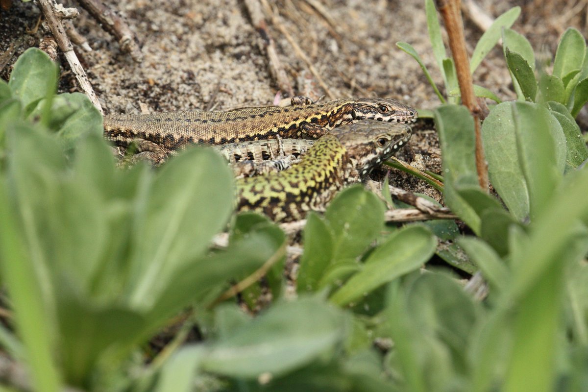 Several populations exist on the  #Dorset coast including the seafront in  #Bournemouth and  #Poole and disused quarries on the Purbeck coast. Genetic studies show they are from mixed stock. These populations likely result from a deliberate and illegal attempt to establish them 5/7