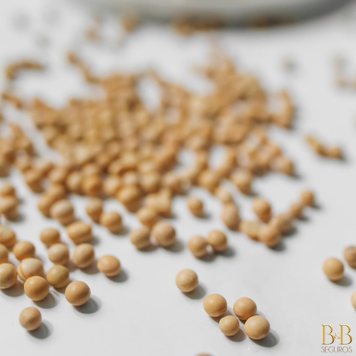 семена сои. соя в тарелке. соевый белок.