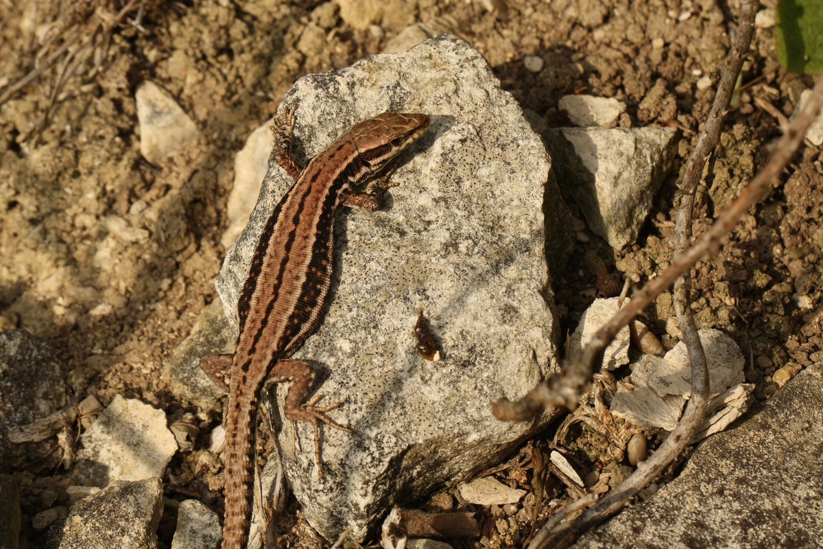 Also in  #Dorset are the populations on the  #IsleofPortland, which are present in disused stone quarries. These are all brown-backed animals which probably originate from Northen France 6/7.