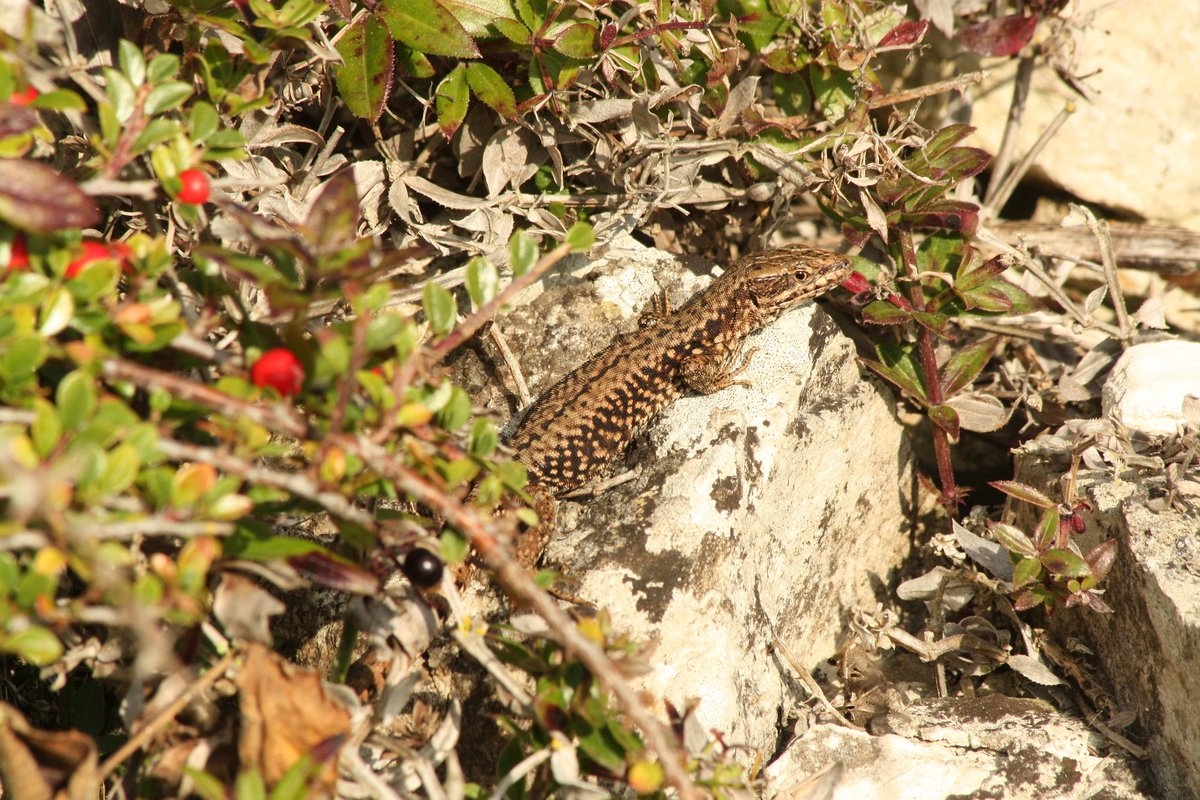 Also in  #Dorset are the populations on the  #IsleofPortland, which are present in disused stone quarries. These are all brown-backed animals which probably originate from Northen France 6/7.