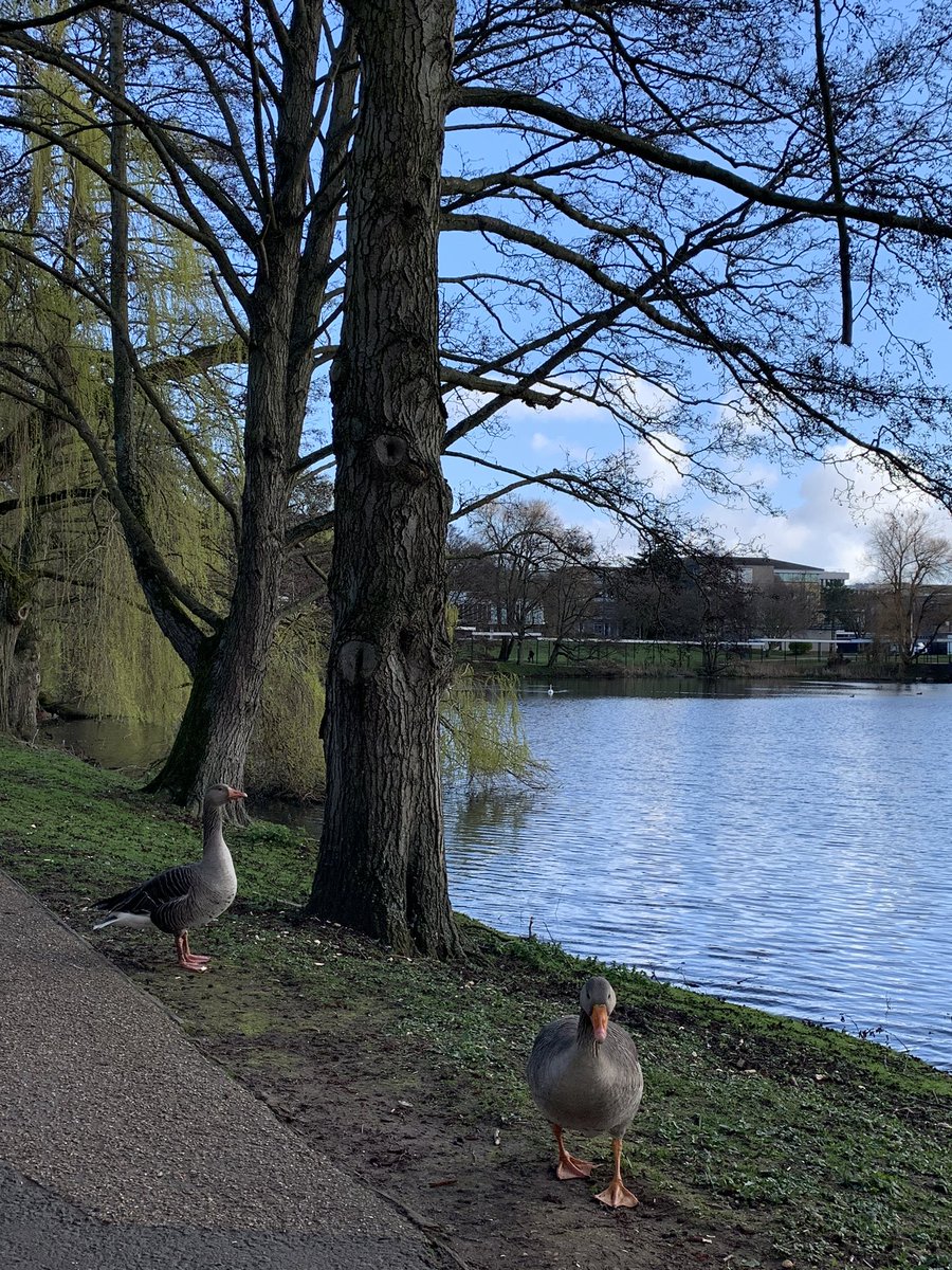 <a href="/UoYEnglish/">York Dept of English</a> <a href="/CECSYork/">CECS (York)</a> <a href="/yorkmedieval/">York CMS</a> King’s Manor is beautiful, and of course Art History has a strong presence there, but what about our gorgeous campus and our wildlife friends on Hes West? Over to you <a href="/UoyGrounds/">uoy_grounds_and_gardens</a> for some better photos!