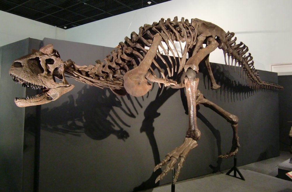 kta92751434's tweet photo. #金曜日だから化石貼る 
#FossilFriday 
#Abelisauridae
特に、何の日でもないから適当に。
#Abelisaurus
#Aucasaurus
#Carnotaurus
#Majungasaurus https://t.co/7rcKkK5r7T