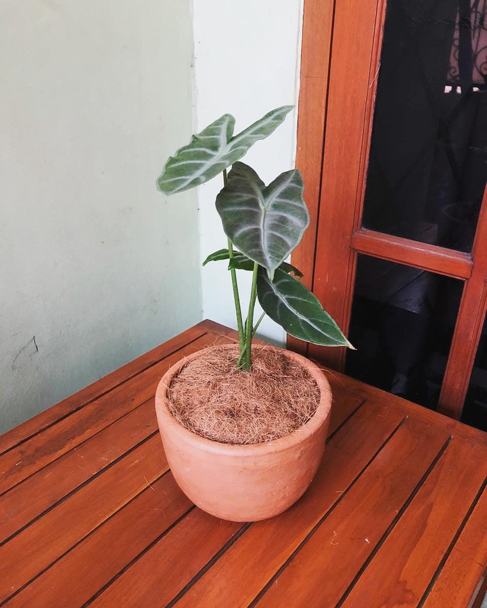 yaneees's tweet photo. Silahkan dibungkuuuusssss🌳🍀🌱 cek instagram @greenyhouse_. Arigatou! https://t.co/Wq2wzzugc4