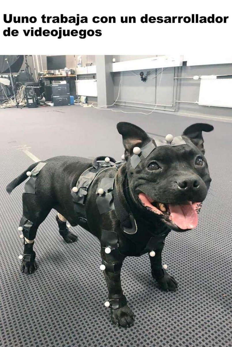 Antoniosaiyajin's tweet photo. Abro hilo de perritos geniales.

Créditos para quien encontró la información sobre ellos. https://t.co/OpudmTmJrH