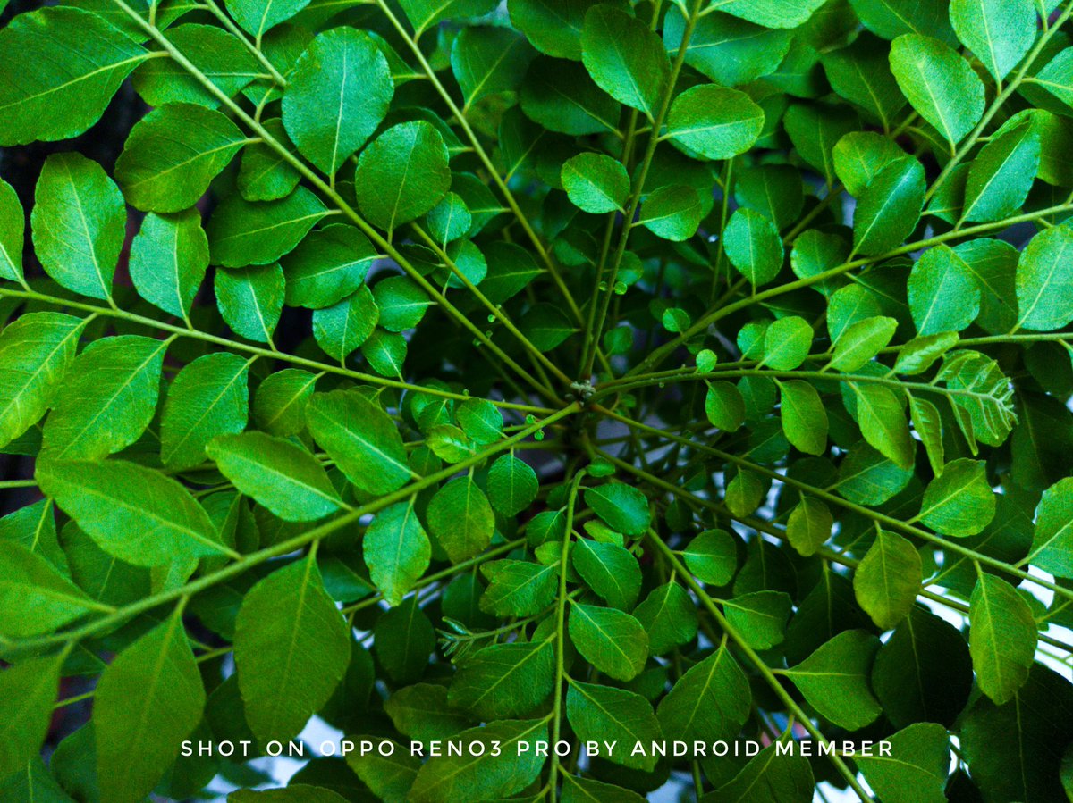 AndroidMember's tweet photo. Shot on #OPPOReno3Pro 
Captured RAW with Manual Camera (by lenses)
Edited/Processed with #Snapseed https://t.co/nmVX5qZGWu